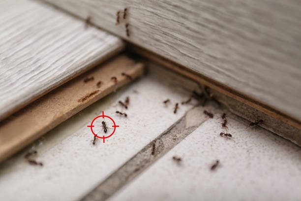Best Spider Control Near Me  in Howell, MI