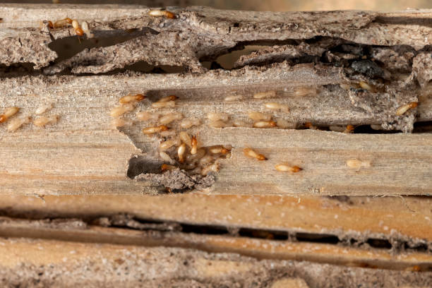 Best Pest Inspection Near Me  in Howell, MI
