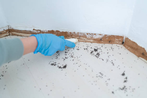 Insect Control in Howell, MI